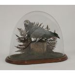 Taxidermy: an African grey parrot, Psittacus Erithacus, modern bird under dome, 36cm high