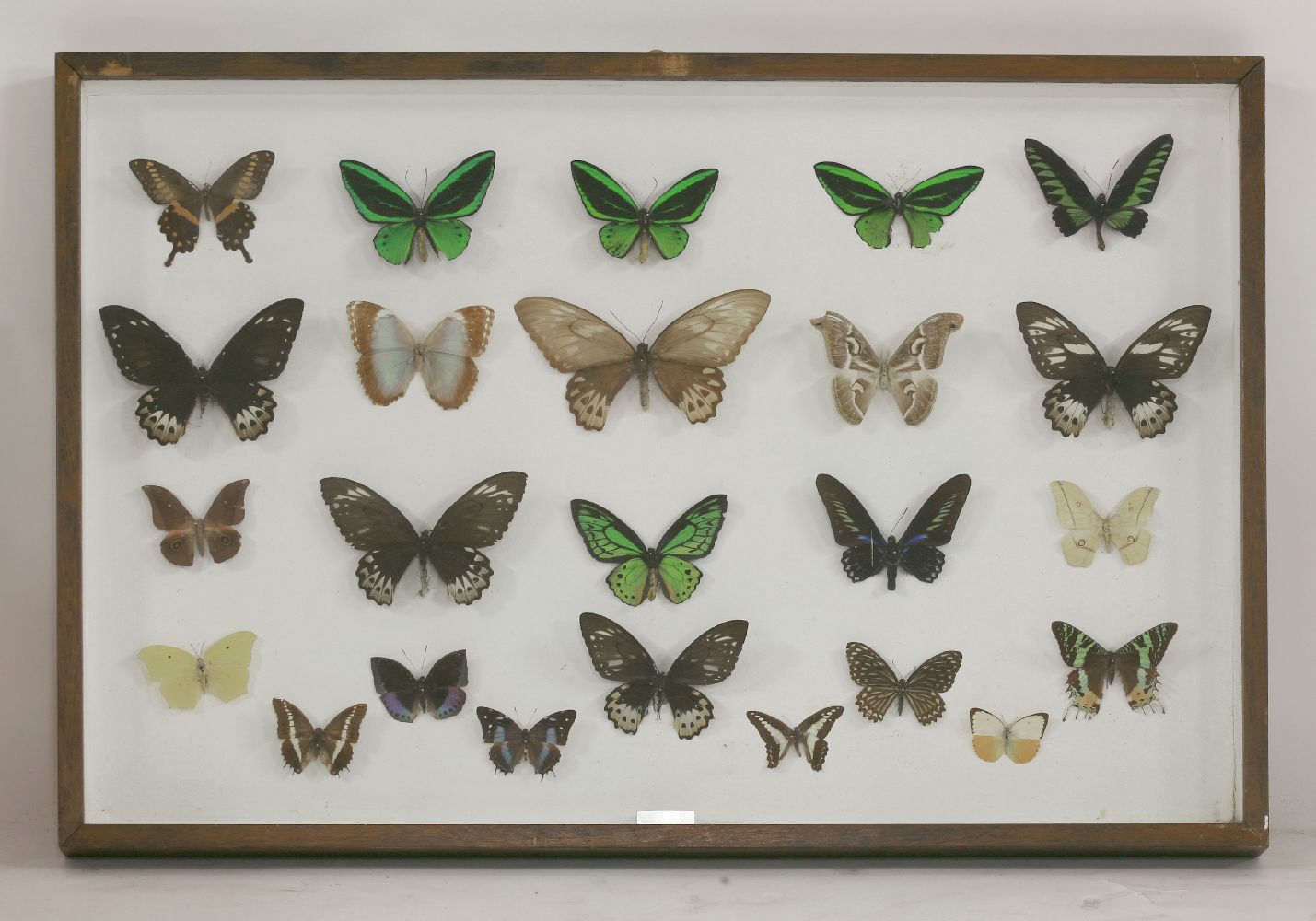 A case of large butterflies, mounted with labels, in a glazed case, 96 x 65cm