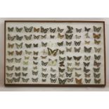 A quantity of exotic butterflies, mostly small, mounted with labels in a glazed case, 96 x 65cm