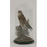 Taxidermy: Kestrel, Falco Tinnunculus, 19th century, remounted under dome from a Victorian case,