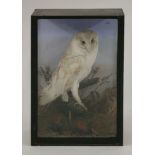 Taxidermy: a barn owl, Tyto Alba, 19th century, cased, 34 x 50 x 19cm