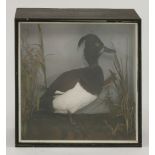 Taxidermy: a tufted duck, male Aythya Marila, cased, 40 x 40 x 18cm