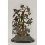 Taxidermy: A large dome of Exotics, 60cm high