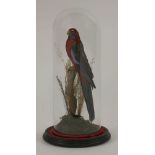 Taxidermy: Crimson Rosella, Platycercus Elegans, under dome, 47cm high