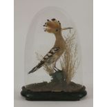 Taxidermy: Hoopoe, Upus Epops, remounted under glass dome, 38cm high