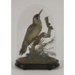 Taxidermy: a Green Woodpecker, Picus Viridus, remounted under a glass dome, 38cm high