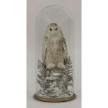 Taxidermy: a Snowy owl, Nyctea Scandiaca, 19th century, remounted under a tall glass dome, 84cm