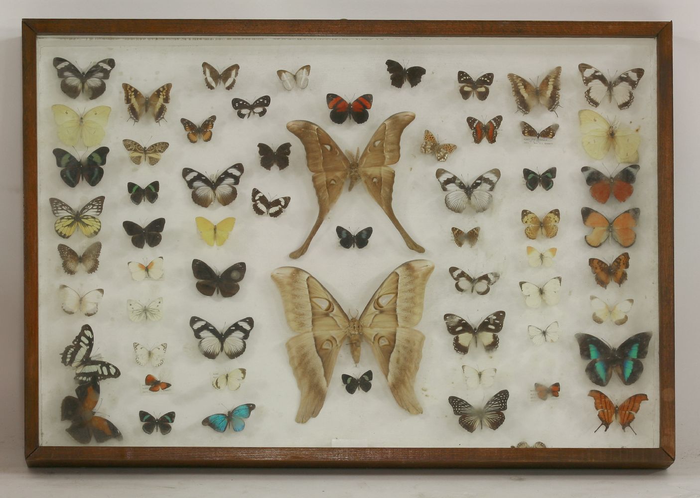 A case of butterflies, mounted with labels, in a glazed case, 83 x 58cm