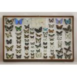A quantity of exotic butterflies, mostly small, mounted with labels in a glazed case, 96 x 65cm