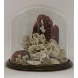 A Victorian coral diorama,with purple tower coral and other corals and shells, with a seahorse to