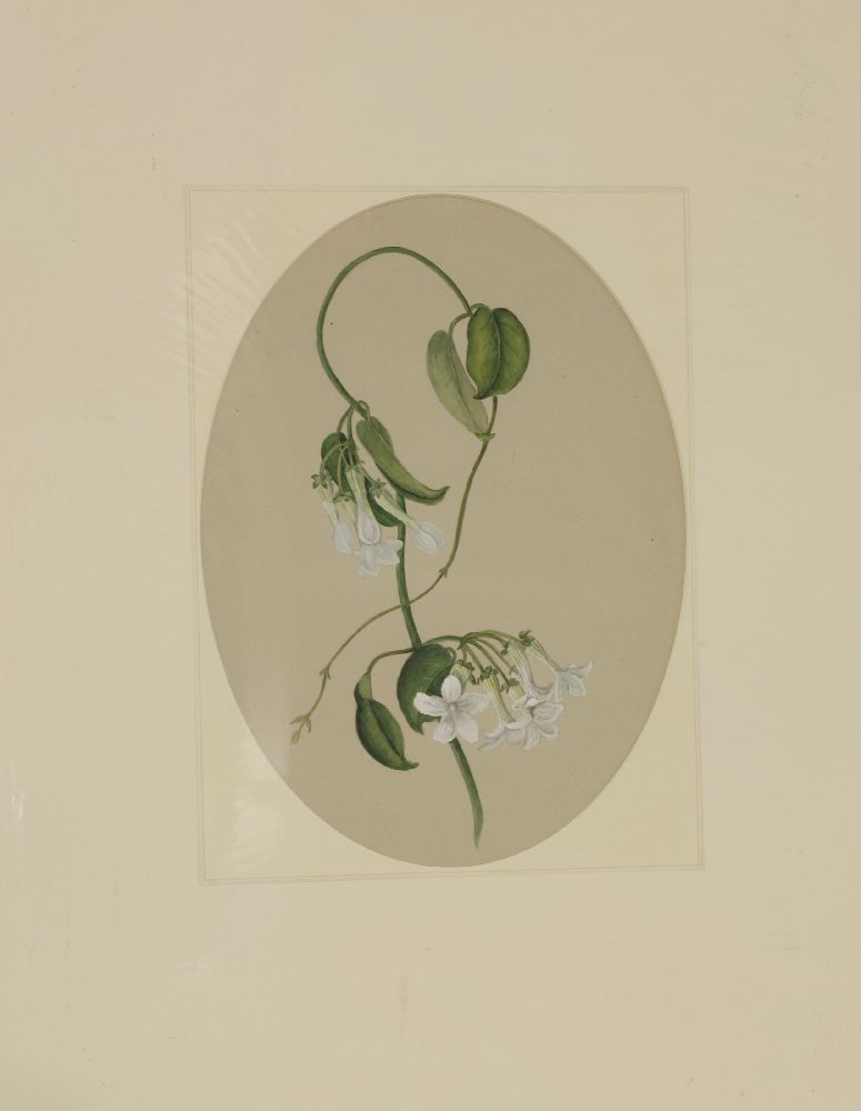A quantity of original botanical studies in watercolour,Thirteen mounted and six framed and - Image 6 of 6