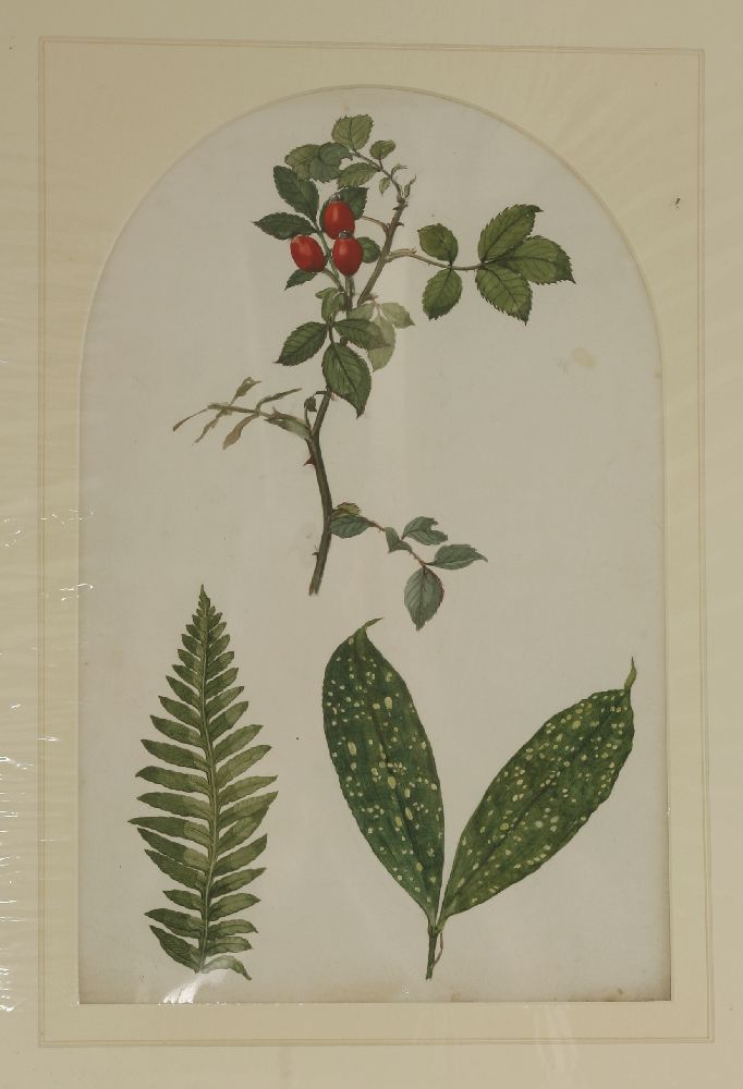 A quantity of original botanical studies in watercolour,Thirteen mounted and six framed and