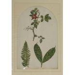 A quantity of original botanical studies in watercolour,Thirteen mounted and six framed and
