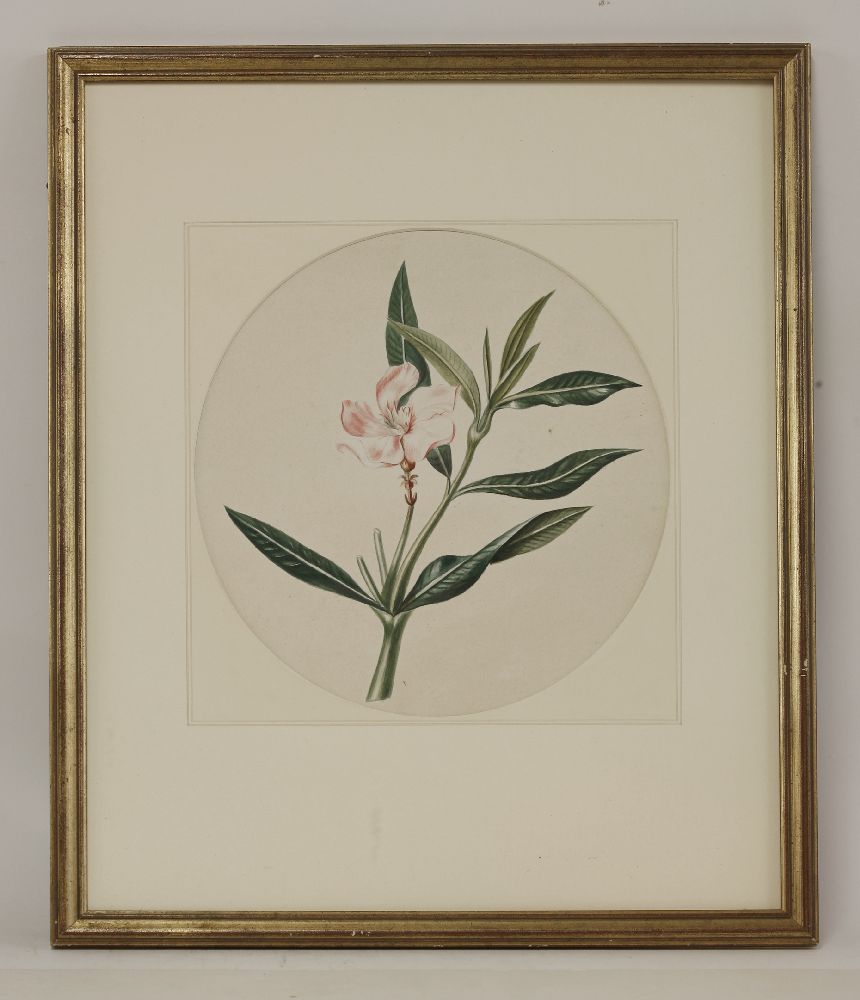 A quantity of original botanical studies in watercolour,Thirteen mounted and six framed and - Image 2 of 6