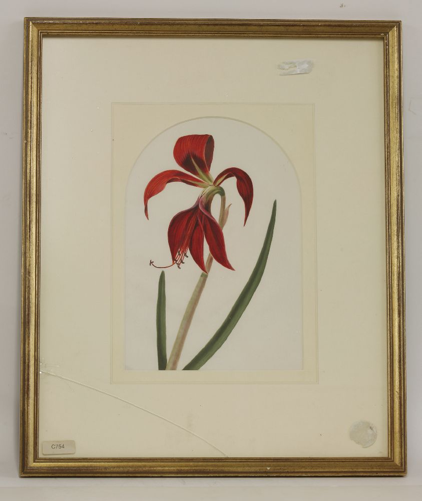 A quantity of original botanical studies in watercolour,Thirteen mounted and six framed and - Image 4 of 6