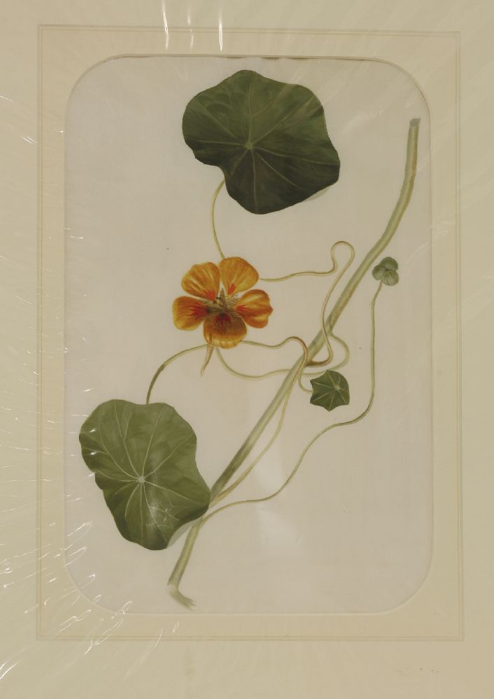 A quantity of original botanical studies in watercolour,Thirteen mounted and six framed and - Image 5 of 6