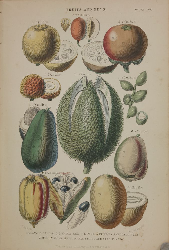 NATURAL HISTORY:1.  Moore, Thomas: The Florist and Pomologist, and Suburban Gardener´1883. L, Kent & - Image 3 of 4