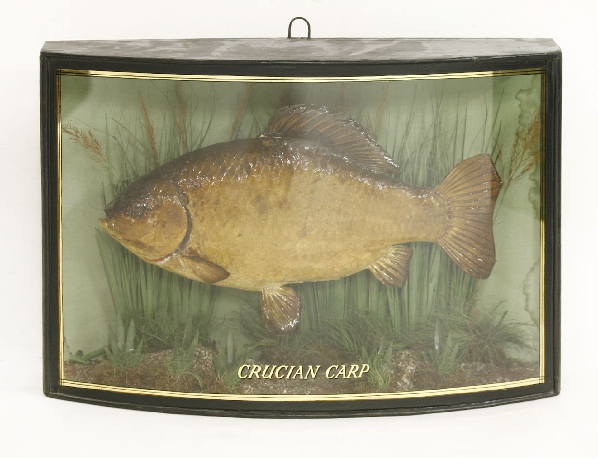 A cased and mounted crucian carp,in a bow front case, with reeds and grasses, and gilt lettering '