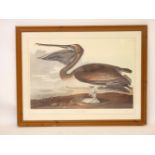 After J J AudubonBROWN PELICAN (Pelecanus Fuscus) YOUNG FIRST WINTERplate CCCCXX, 20th century