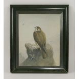 S... BiddulphA PEREGRINE FALCON ON AN OUTCROPSigned and dated 1892 l.r., pencil and watercolour43