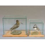 A stuffed and mounted ringed plover and snipe, each in a modern glass case