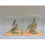 A stuffed and mounted red leg partridge, a fieldfare, and a housemartin, each in a modern glass