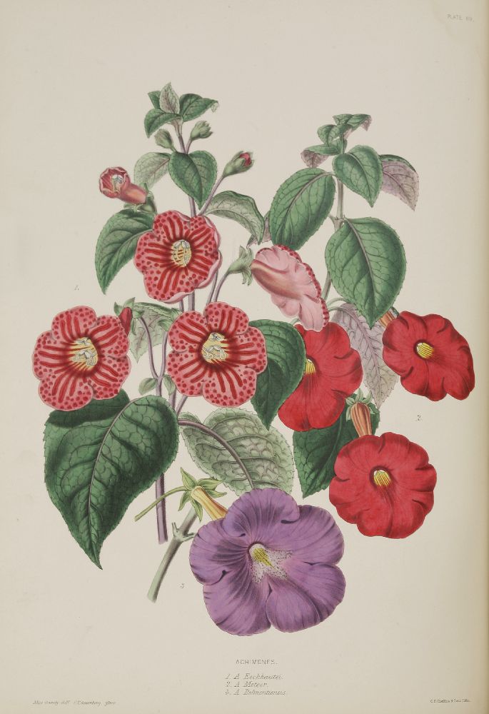 PLATE BOOK: [HENDERSON (Edward George, and Andrew)]:The Illustrated Bouquet, Consisting of Figures - Image 3 of 3