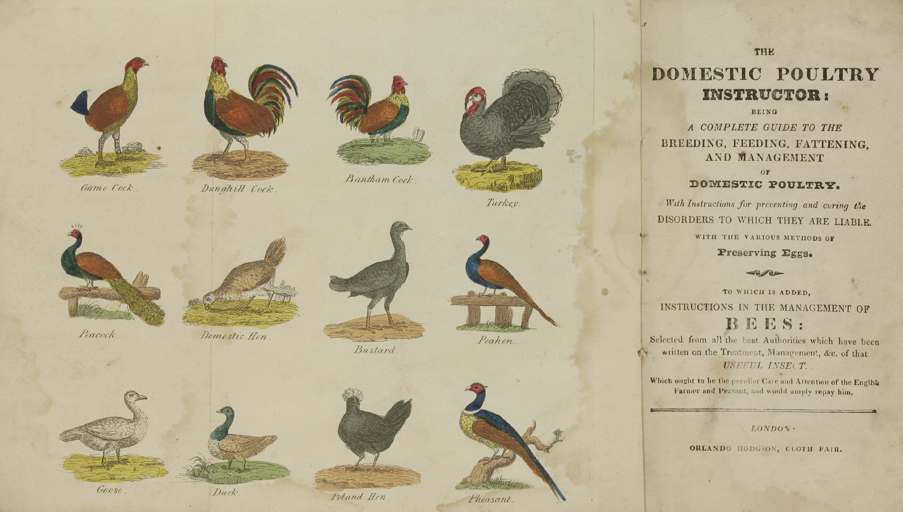 THE DOMESTIC POULTRY INSTRUCTOR:To which is added:Instructions in the Management of Bees,L, - Image 2 of 2