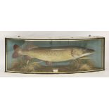 A pike, stuffed and mounted in a bow front case, caught by Maurice Hemmant, 19th October '99 at