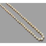 COLLIER PERLES FINESIl est constitué de 74 perles fines disposées en chute. Fermoir losangique en