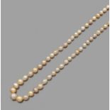 COLLIER PERLES FINESIl est constitué de perles fines de différentes formes. Fermoir composé d'une