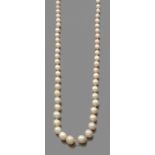 COLLIER PERLES FINES Il est composé de 71 perles fines et 6 petites perles de culture disposées en
