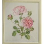 JENNY BARRON (b.1951) - Rosa Centifolia "Crustata" watercolour, signed and dated July 9th 1993,