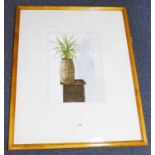 PATRICK DORRIAN,  PLANT IN A BASKET,  SIGNED, FRAMED WATERCOLOUR 50 X 34CM