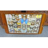 INLAID TRAY WITH VARIOUS SPECIES OF BUTTERFLIES INSERT UNDER GLASS 43 X 71CM