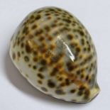19TH CENTURY COWRIE SHELL SNUFF MULL SIGNED I CAMERON 1857