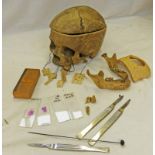 HUMAN SKULL AS USED BY STUDENT DOCTORS, 2 SCALPELS BY ARNOLD WITH MILITARY ARROW, ANOTHER AND