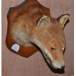 Taxidermy fox mask bearing paper label to verso 'F E Potter, Taxidermy, Leicester'