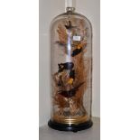 A Victorian taxidermy specimen of a group of birds under a glass dome, height 62cm