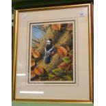 Ralph Waterhouse, A spotted woodpecker, signed gouache