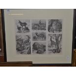 Eleven framed black and white prints depicting animals