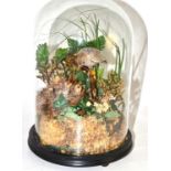 An ornithological taxidermy specimen in glass dome, height 32cm