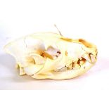 Brown Hyena (Hyaena brunnea), upper and lower skull, 27cm long Cracks in facial bone.  Some