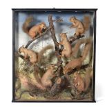 A Group of Seven Taxidermy Red Squirrels, circa 1900-10, posed on mossy branches backed by umbels