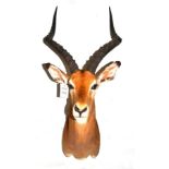 Impala (Aepyceros melampus), Limpopo 2006, shoulder mount, 53.5cm from the wall  The Professional