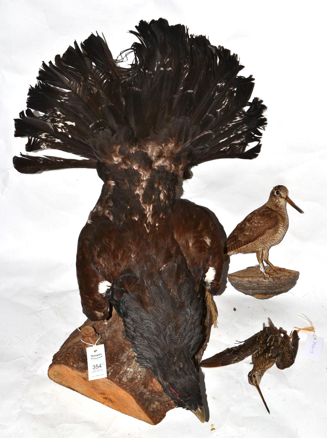 European Capercaillie (Tetrao urogallus), full mount, naturalistically perched on a cut branch - Image 3 of 3
