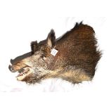 Wild Boar (Sus scrofa), 20th century, shoulder mount, 68cm from the wall A little wooden in