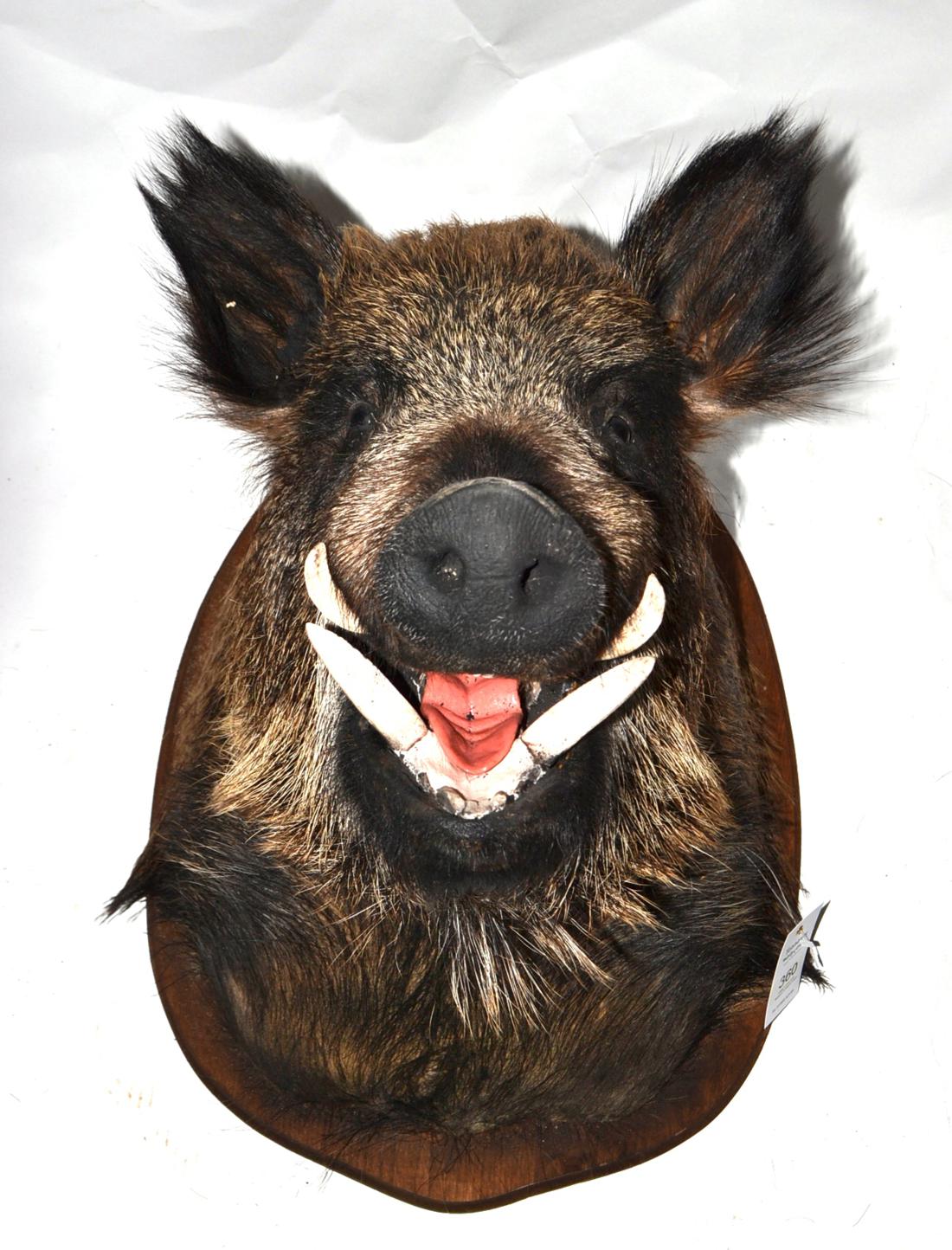 Wild Boar (Sus scrofa), modern, shoulder mount, 59cm from the wall, on wood shield Very good.