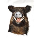 Wild Boar (Sus scrofa), modern, shoulder mount, 59cm from the wall  Very good. 280415