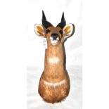 Bushbuck (Tragelaphus sylvaticus), by Matabeleland Taxidermist, Bulawayo, Zimbabwe, shoulder